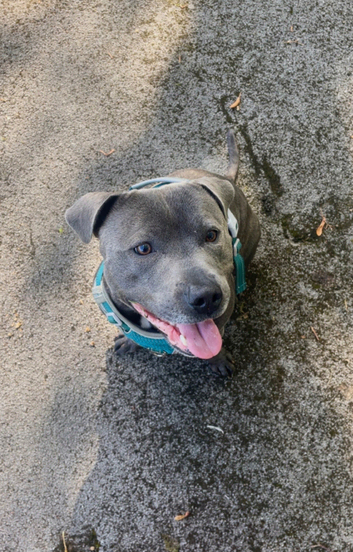 BLUE STAFFY MALE