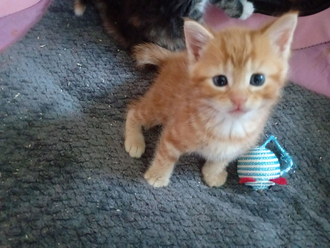 Kittens