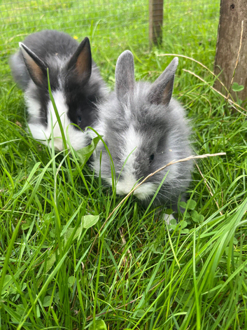 Adorable dwarf/ lionhead baby rabbits