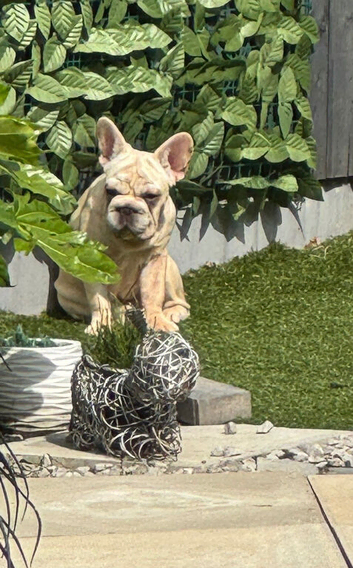 Female big rope French bulldog