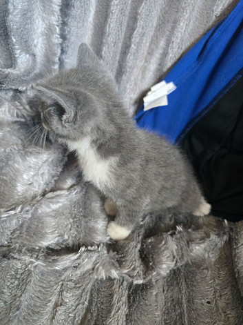Lovely kittens