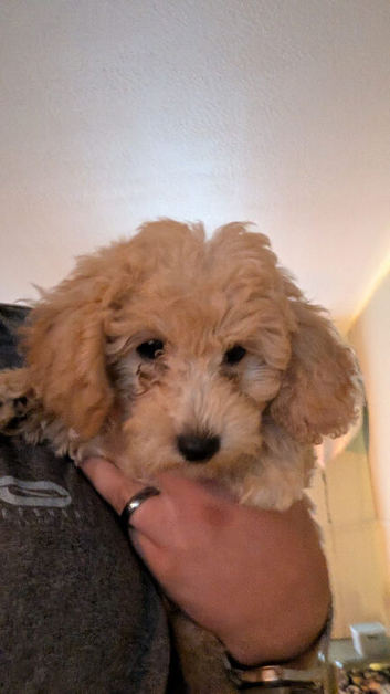 3male poochon puppies