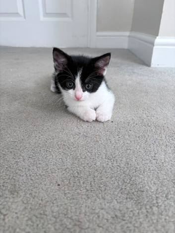 Kittens