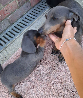 Miniature Dachshund