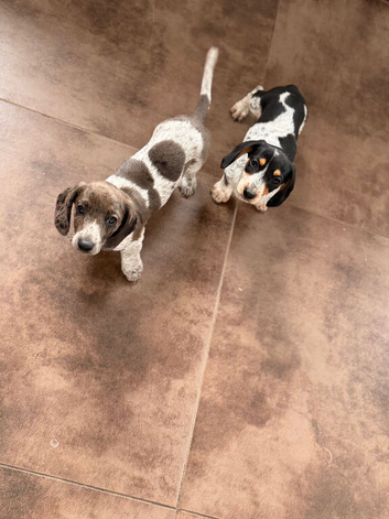 Isabella dachshunds