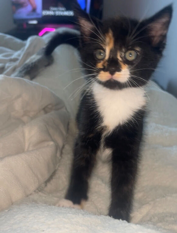 1 gorgeous female kitten