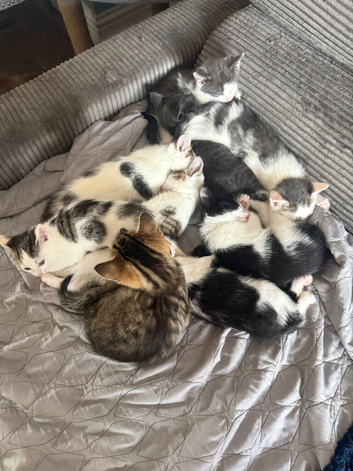Kittens