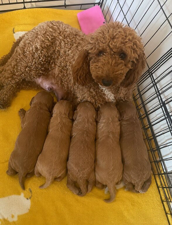 Stunning Red Minature Poodle Girl
