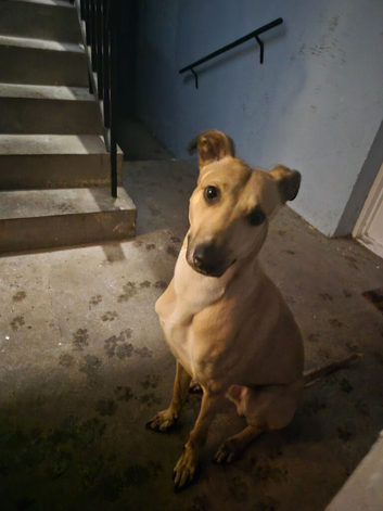 Rehome pet