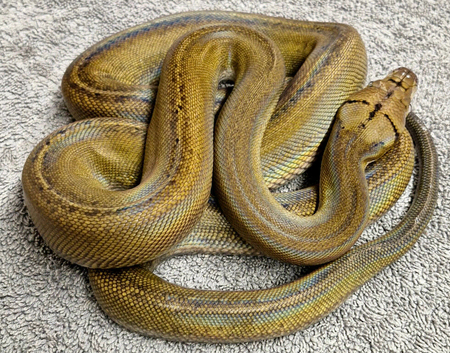 Sunfire Goldenchild