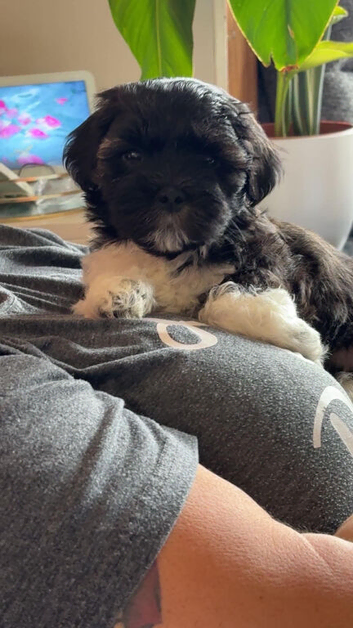Lhasa Apso puppies for sale
