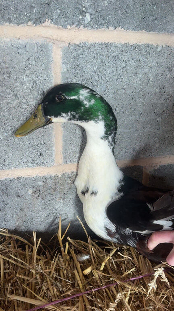 Make Indian Runner Duck