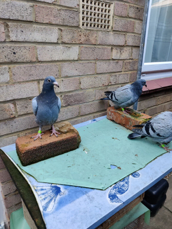 Racing Pigeon