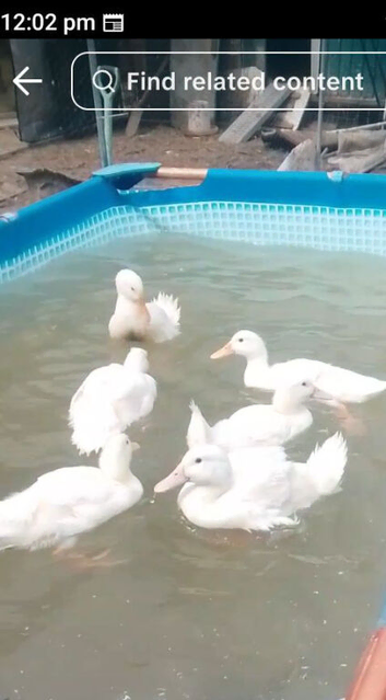 Peking duck white