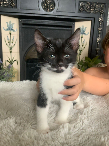 8 week old kitten