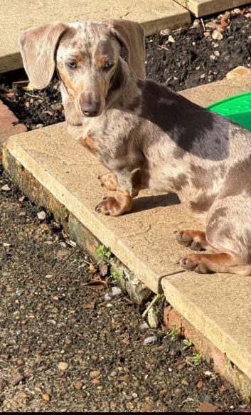 Miniature dachshund puppy