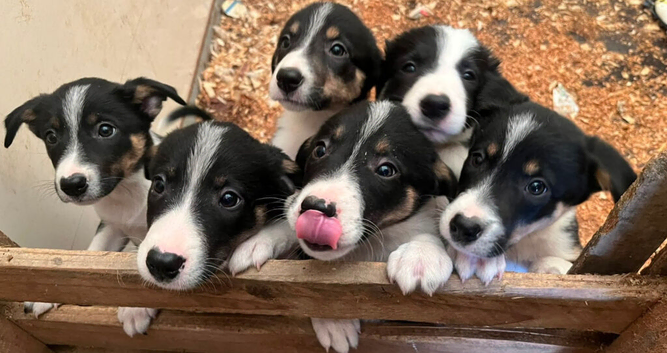Ready*Bundles of Joy!*Ready
