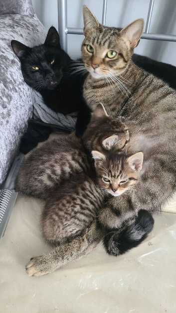 Tabby girl's