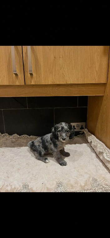 Cocker spaniel puppies