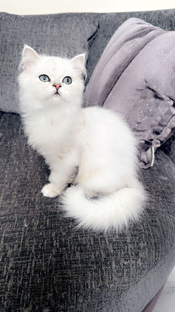 Beautiful kitten