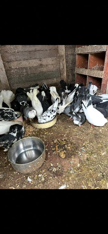 Fantails and pigeons for sale