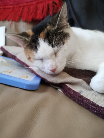 Cat in wembley looking for new home