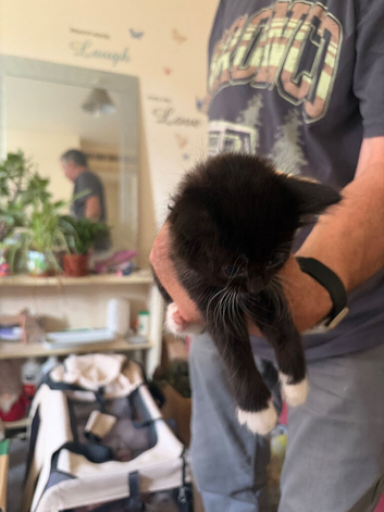 Kittens for home