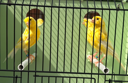 Proven German rollers hens
