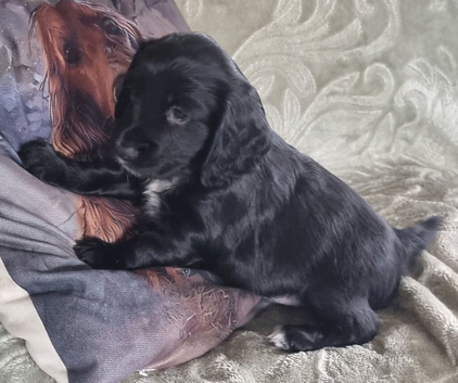 Kc registered cocker pups