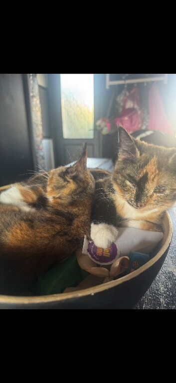 2 kittens 4 months old