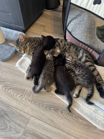 X4 Britishshorthair x Tabby Kittens
