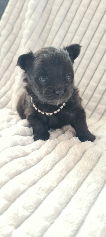 Pomchi Girls