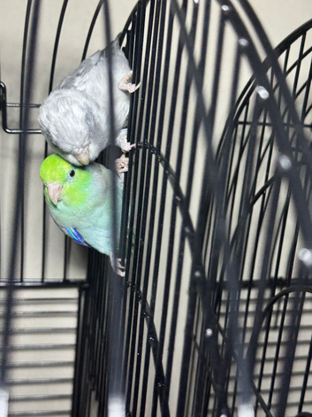 Baby parrotlets