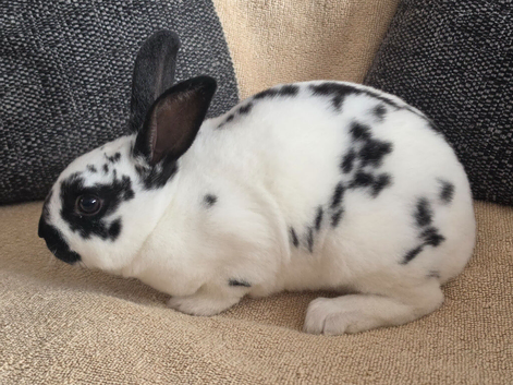 Mini rex does