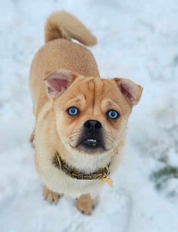 Pomsky, lovely dog sad sale