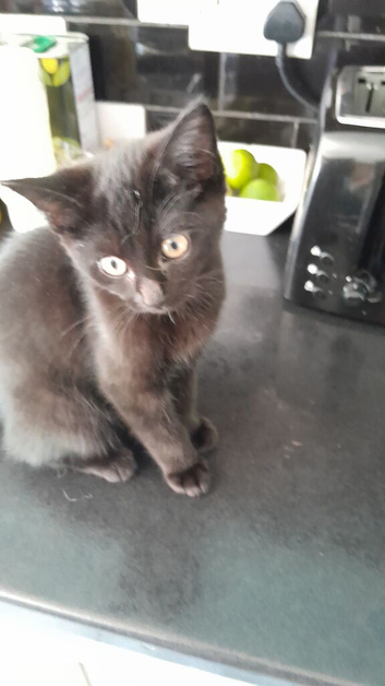 1 Kitten Mischievous little boy Left!
