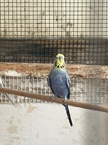 Budgies for sale