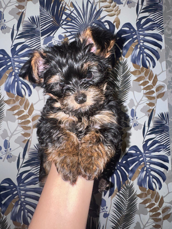 Yorkshire Terrier