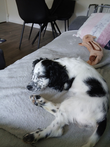 F2 cockapoo