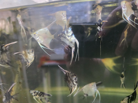 Mixed angel fish for sale