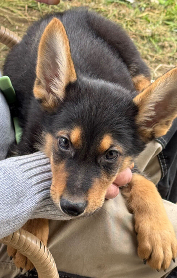 German Shepherd puppies