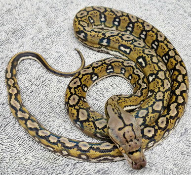 Aztec sunfire