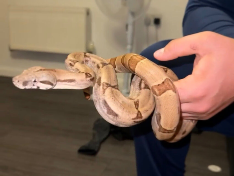 Red Tail Boa constrictor