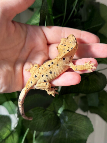 Various Crested Geckos