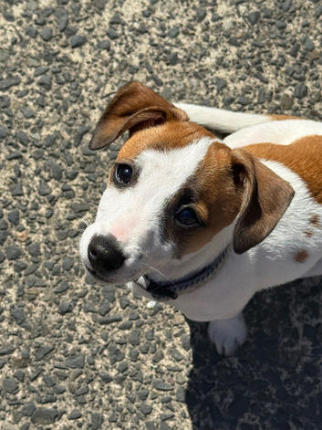 Male Jack Russell pup