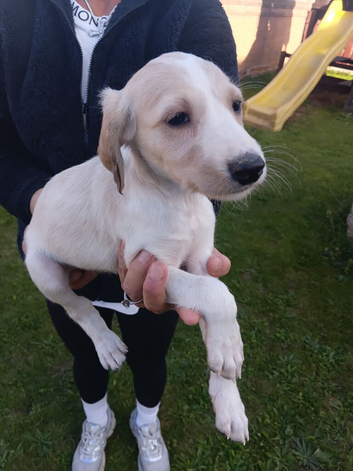 Saluki puppies kc registered