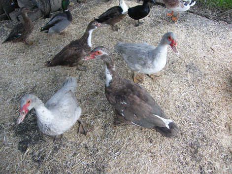 Muscovy Drakes, ONLY Drakes