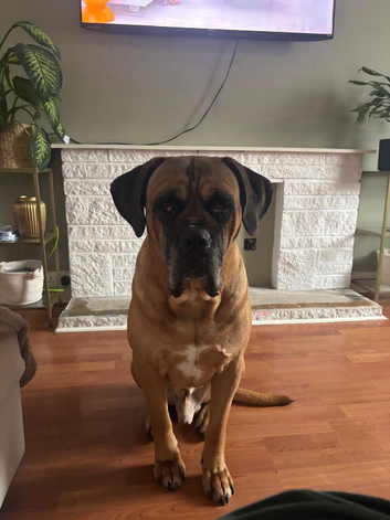 6 year old male cane corso looking for an forever home.