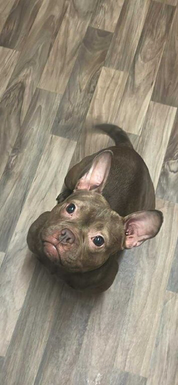 Roxy is a micro pocket bulldog