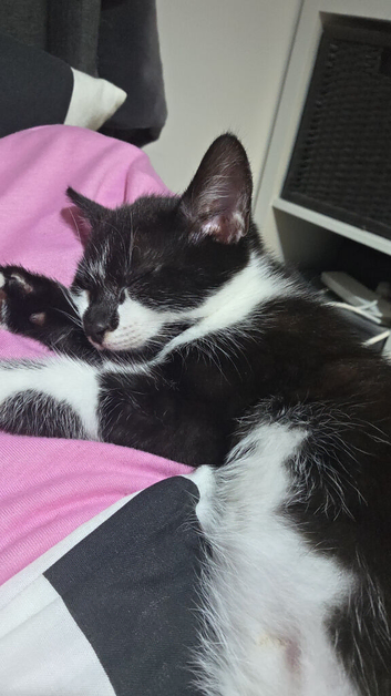 9 week old black and white kitten